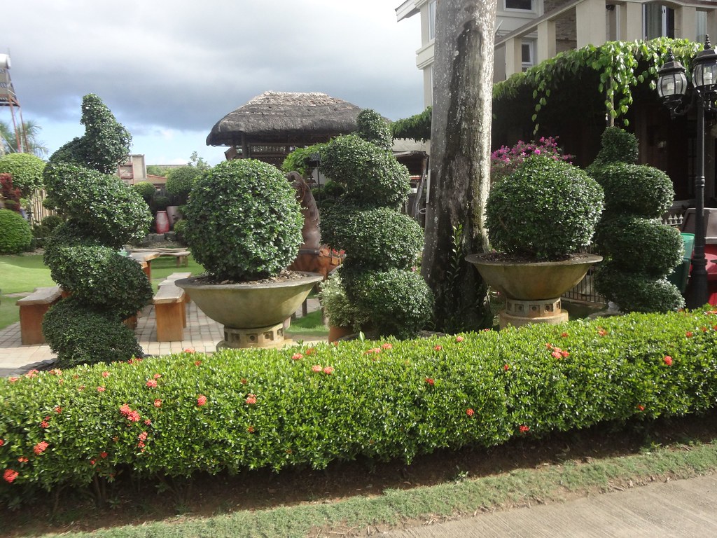 Trimmed hedges