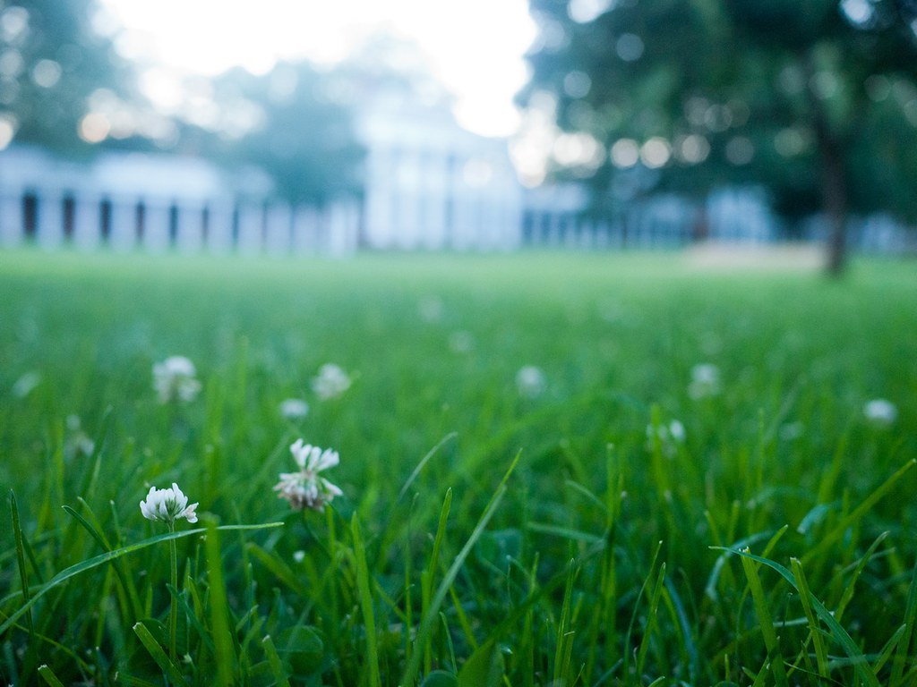 Green lawn